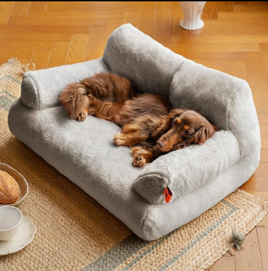 Pet Care Tips: Keep Your Pets Safe in Summer & Winter